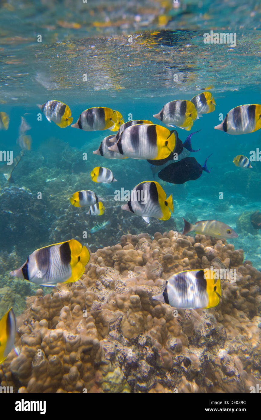 Pacific Double-saddle Butterflyfish (Chaetodon ulietensis) swimming in the lagoon, Huahine, French Polynesia Stock Photo