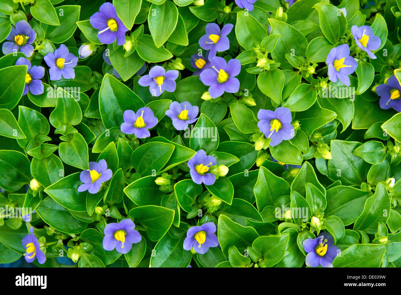 Flowerbed Stock Photo
