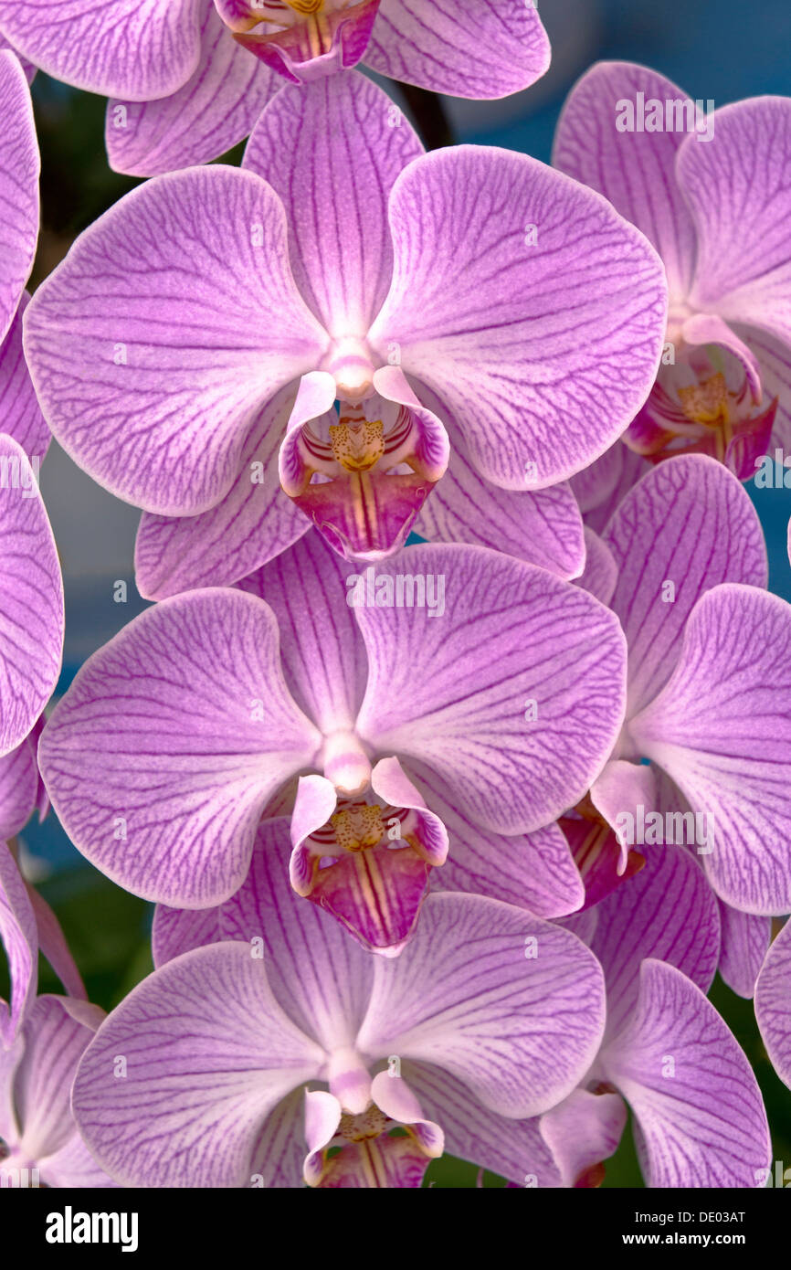 Multiple orchids hi-res stock photography and images - Alamy
