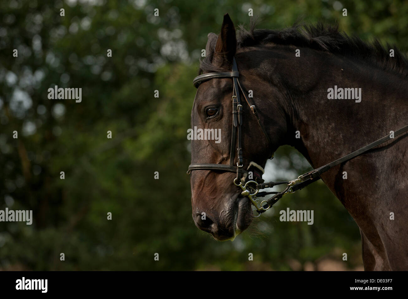 Holsteiner horse with pelham roundings, portrait Stock Photo