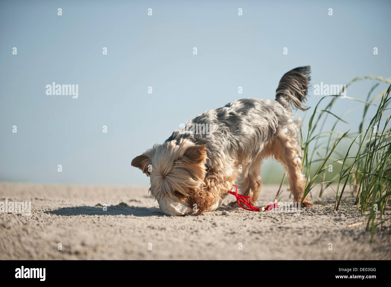 Yorkshire Terrier dog fetching a feed bag Stock Photo
