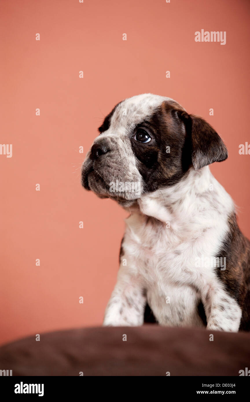 Olde English Bulldog, puppy sitting Stock Photo