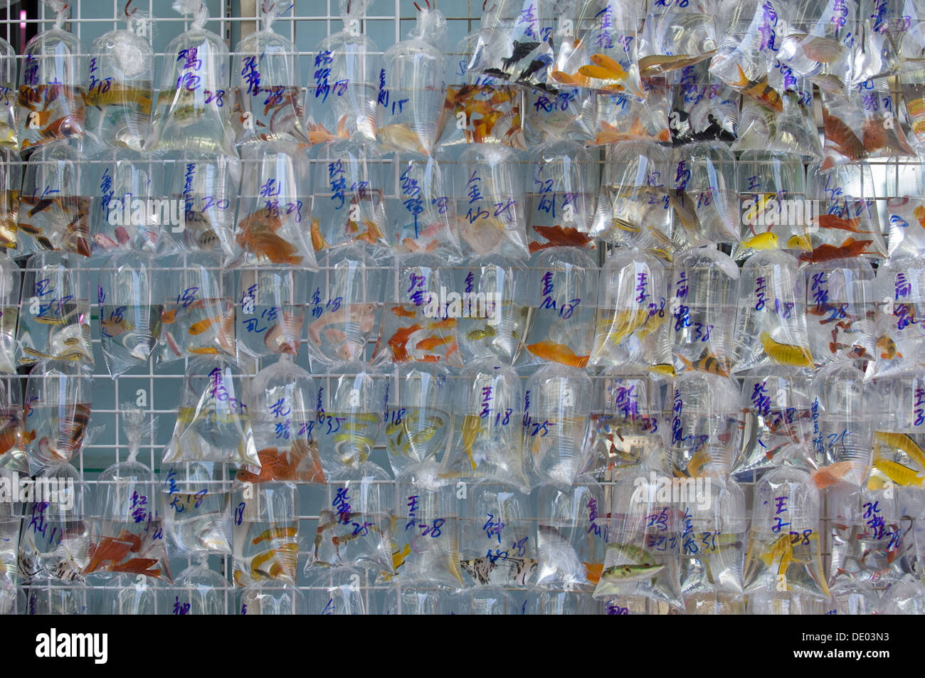 Plastic bags of live pet fish for sale at the Goldfish Market, Tung