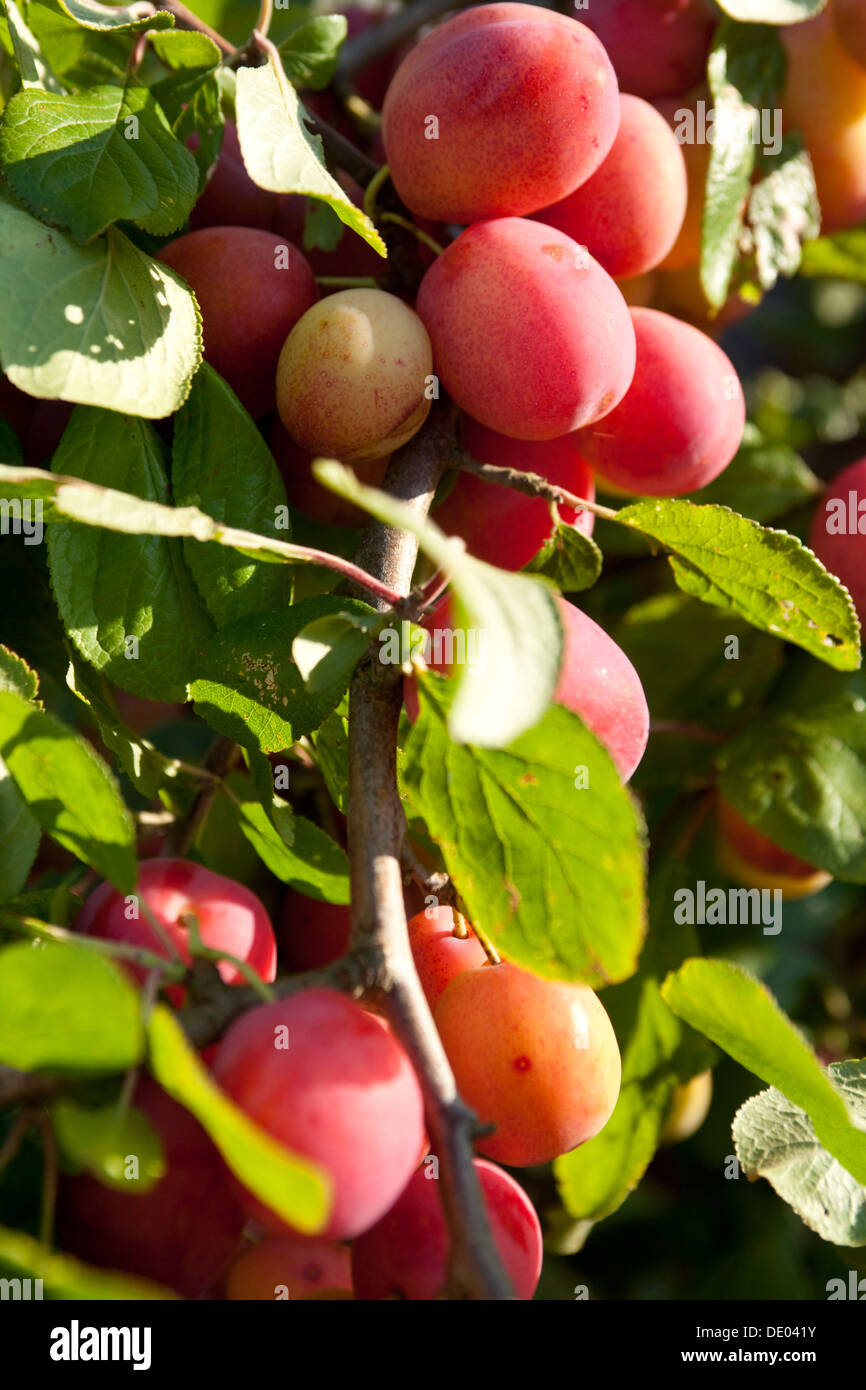 Prunus domestica victoria hires stock photography and images Alamy