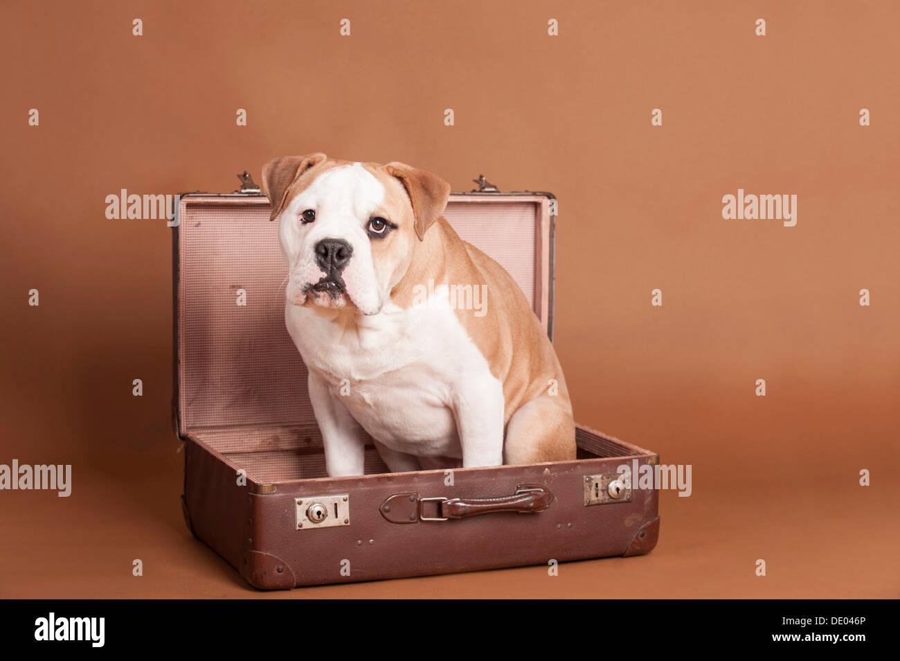 English Bulldog sitting in a suitcase Stock Photo