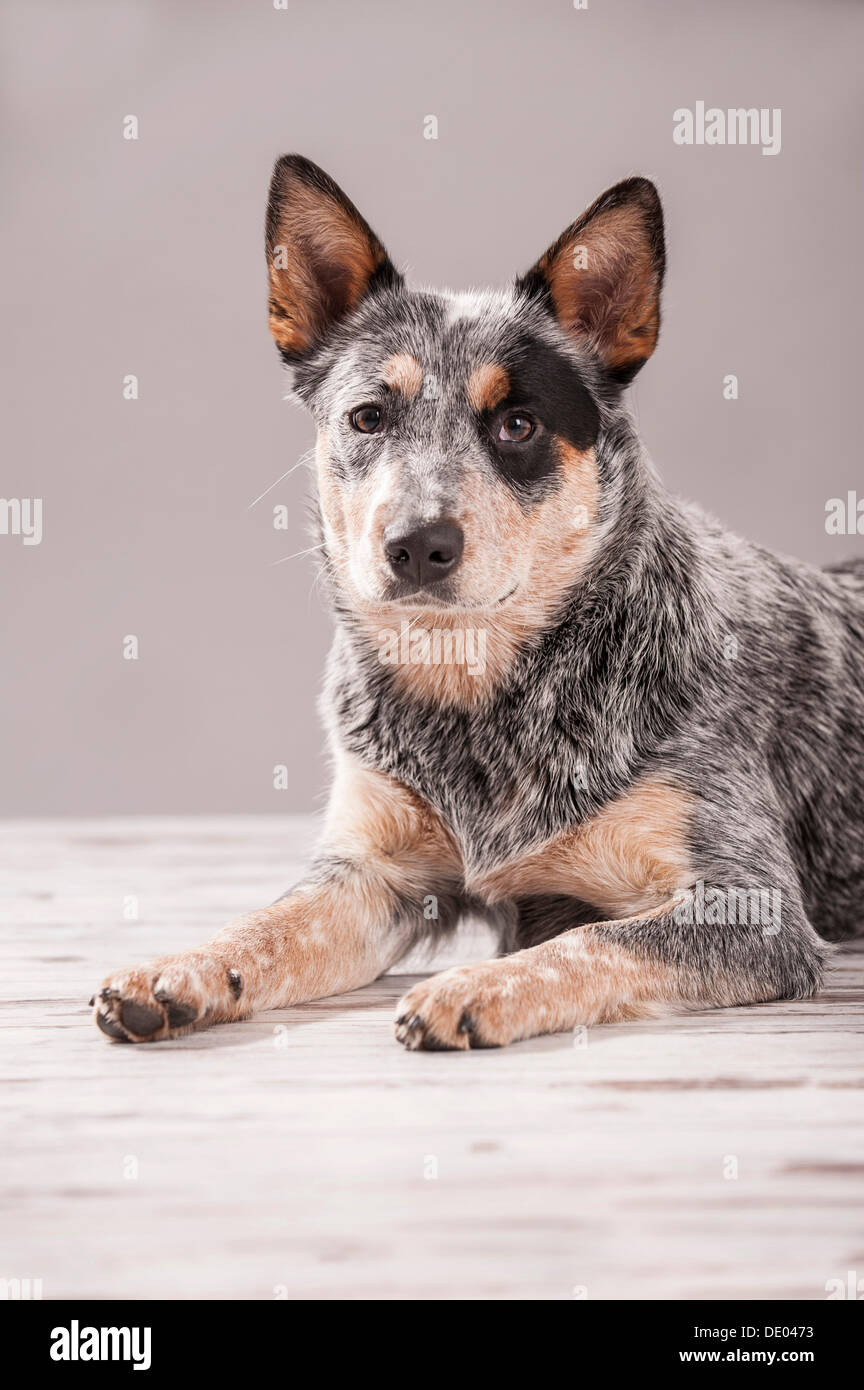 Dog acd hot sale