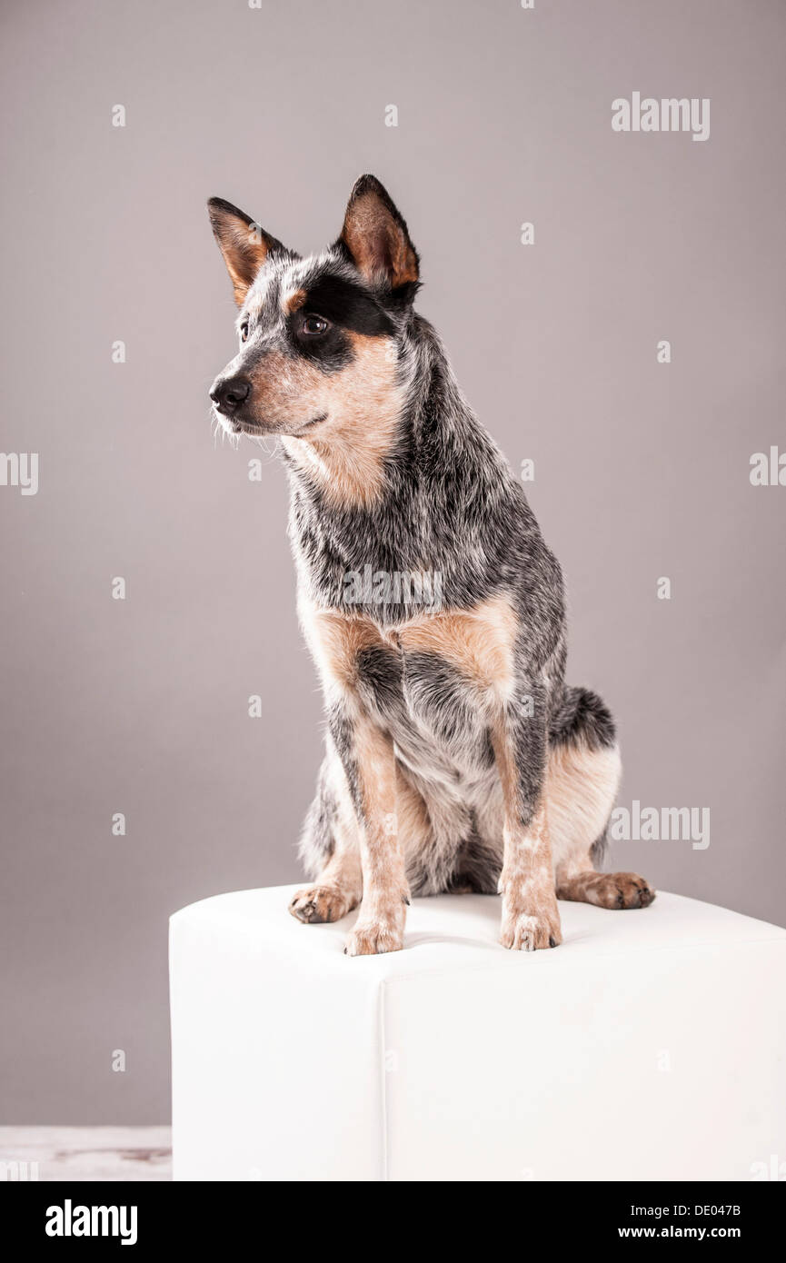 White stool hires stock photography and images Alamy