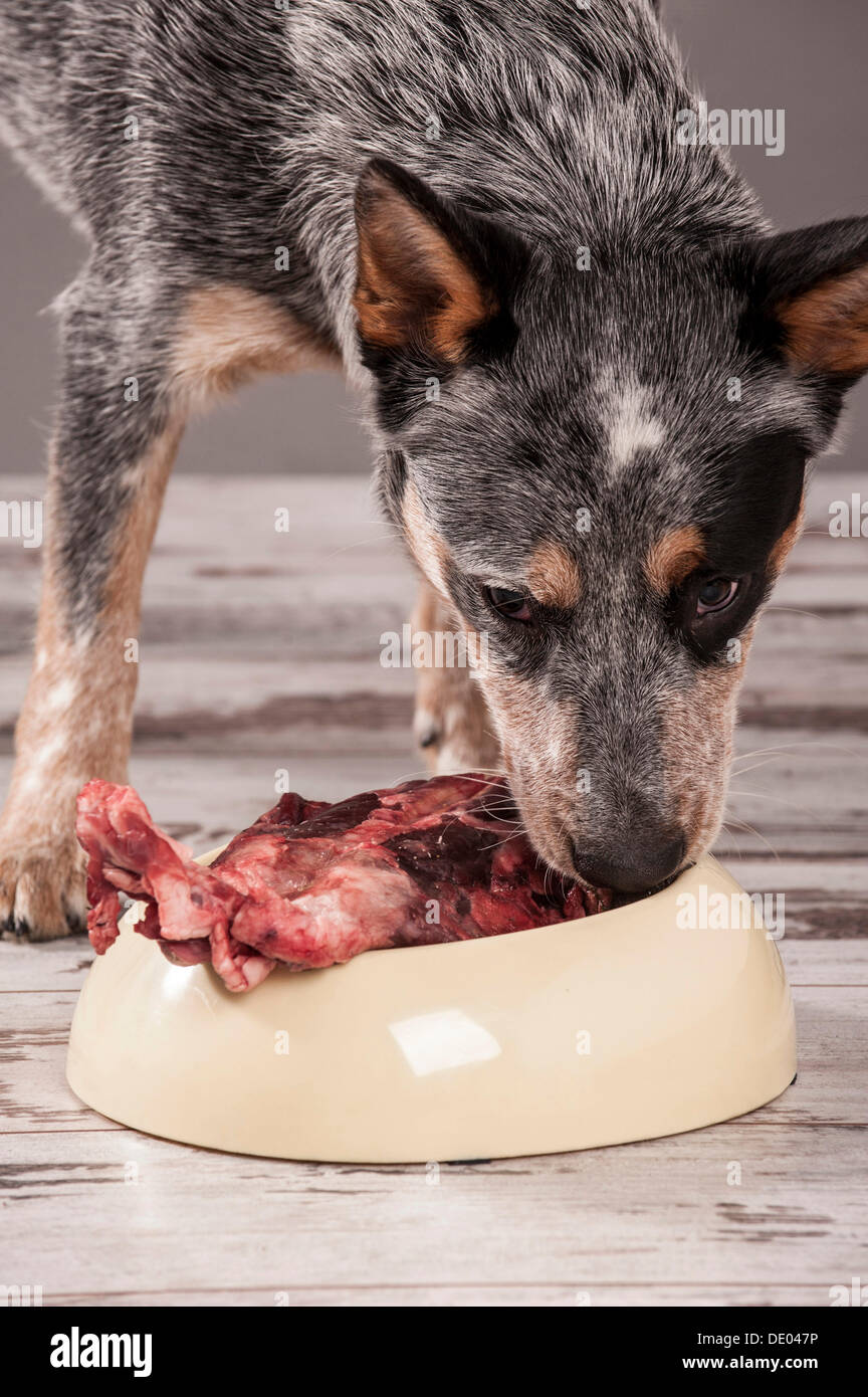 Australian Cattle Dog, young dog eating raw deer meat, BARF diet Stock  Photo - Alamy