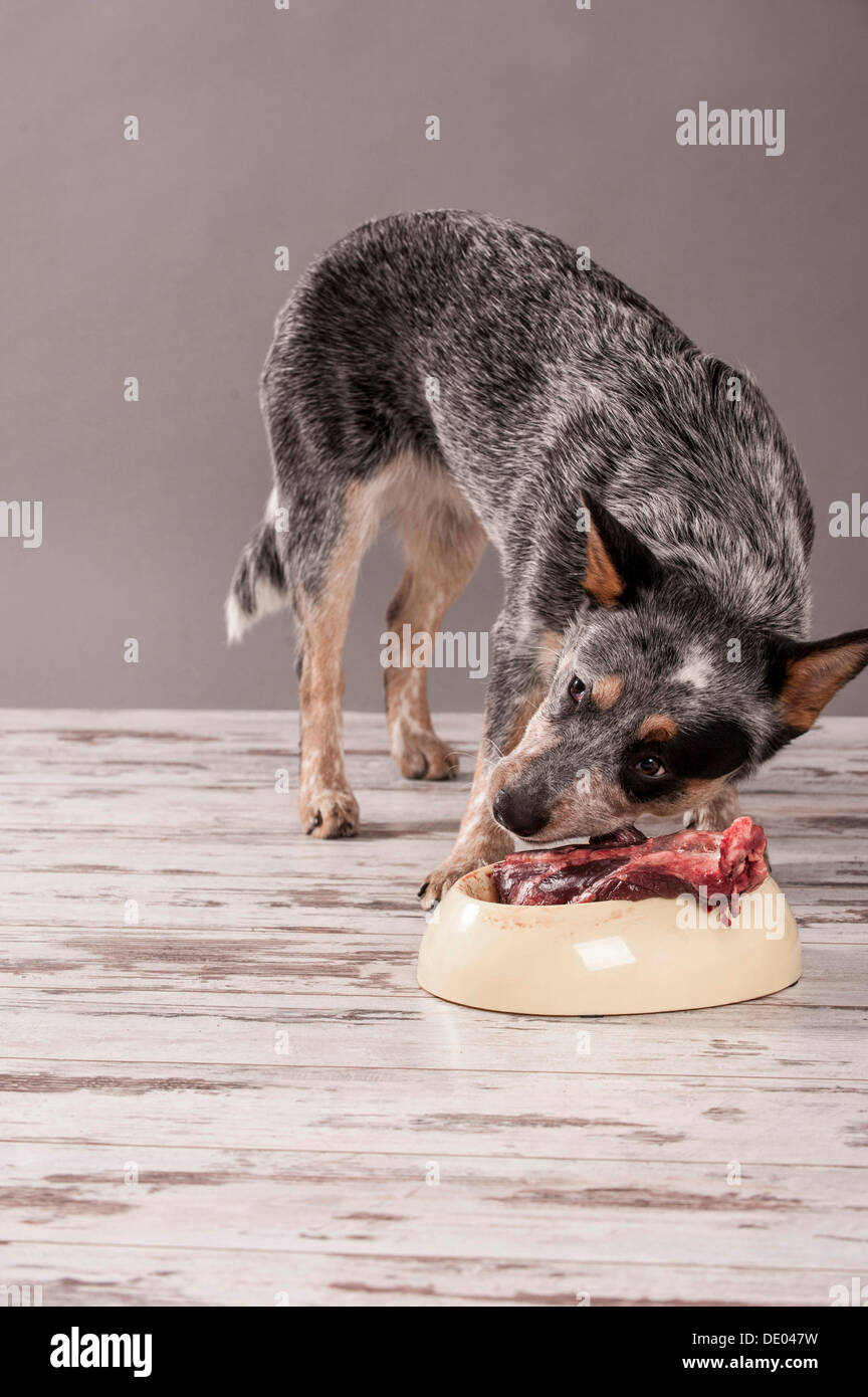Australian Cattle Dog, young dog eating raw deer meat, BARF diet Stock Photo