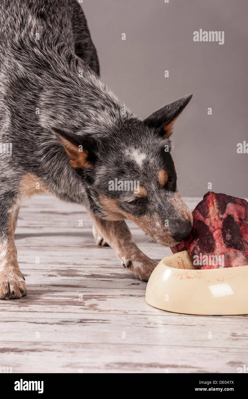 Sweeten offentliggøre Jeg vil være stærk Australian Cattle Dog, young dog eating raw deer meat, BARF diet Stock  Photo - Alamy