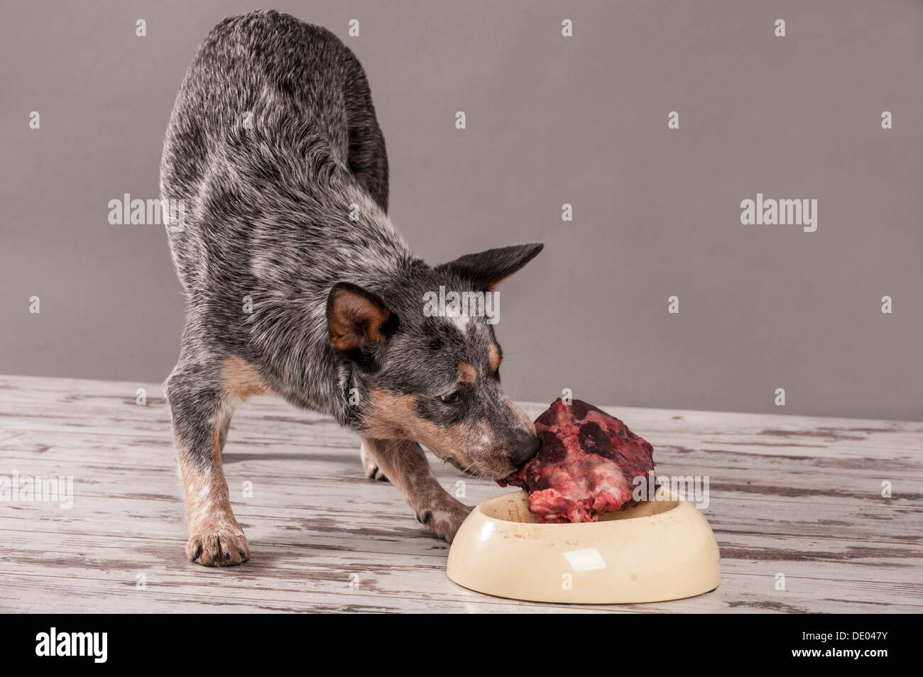 Australian Cattle Dog, young dog eating raw deer meat, BARF diet Stock Photo