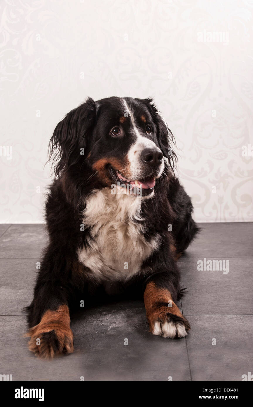 Bernese Mountain Dog, lying down Stock Photo