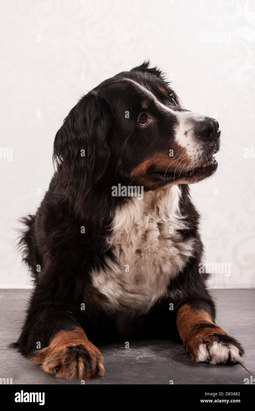 Bernese Mountain Dog, lying down Stock Photo