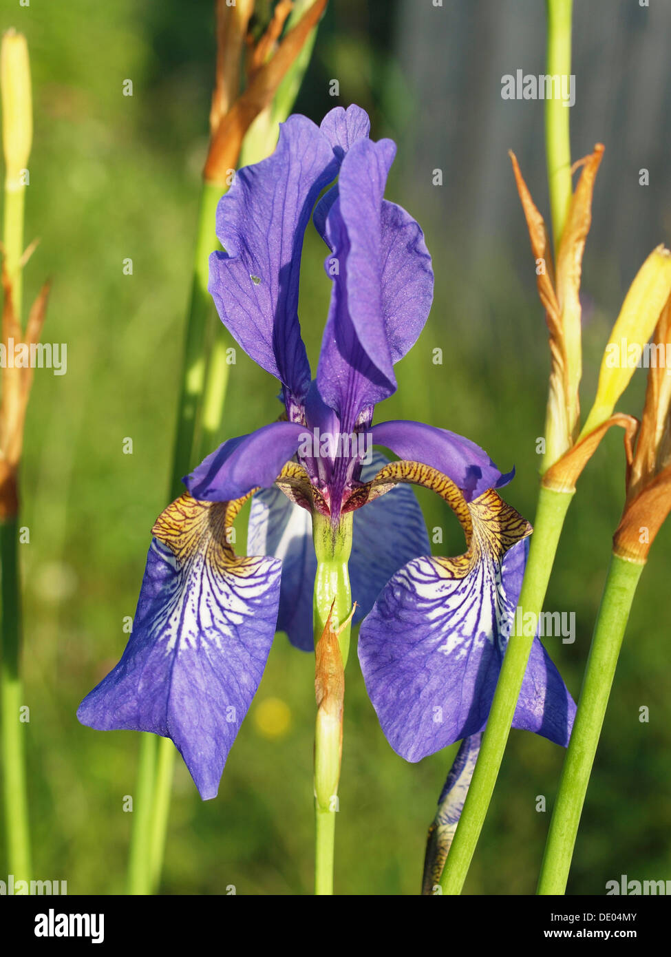 Violet flower of Siberian Iris Stock Photo