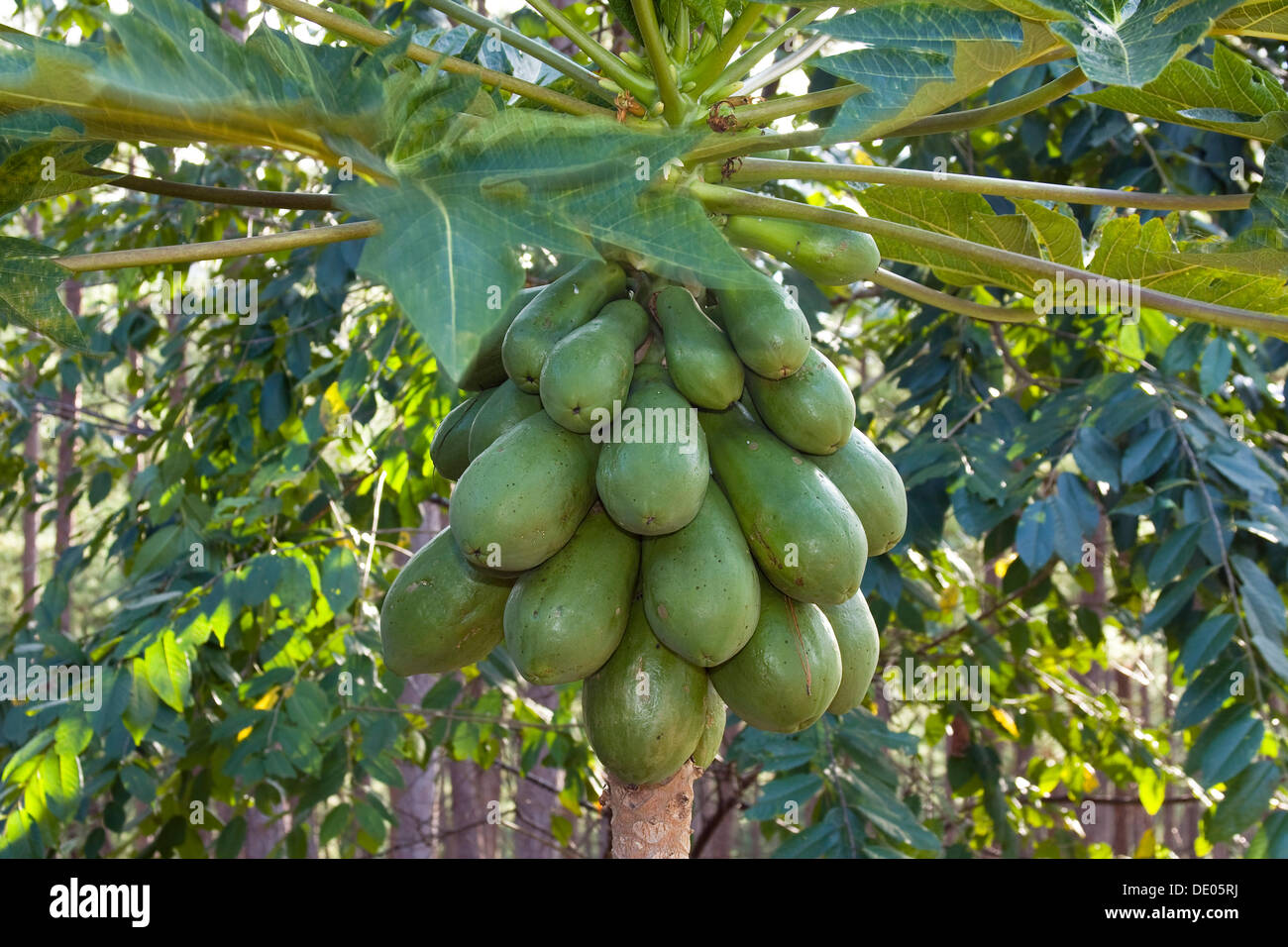 Papaya, papaw, or pawpaw (Carica papaya), Vietnam, Asia Stock Photo Alamy