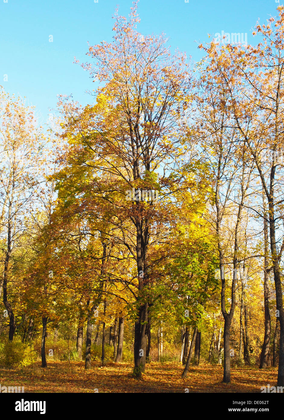 Park in the fall Stock Photo - Alamy