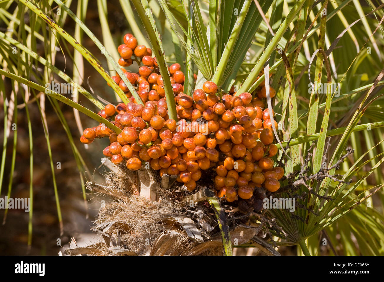 Canary Island Date Palm (Phoenix canariensis), Majorca, Balearic Islands, Spain, Europe Stock