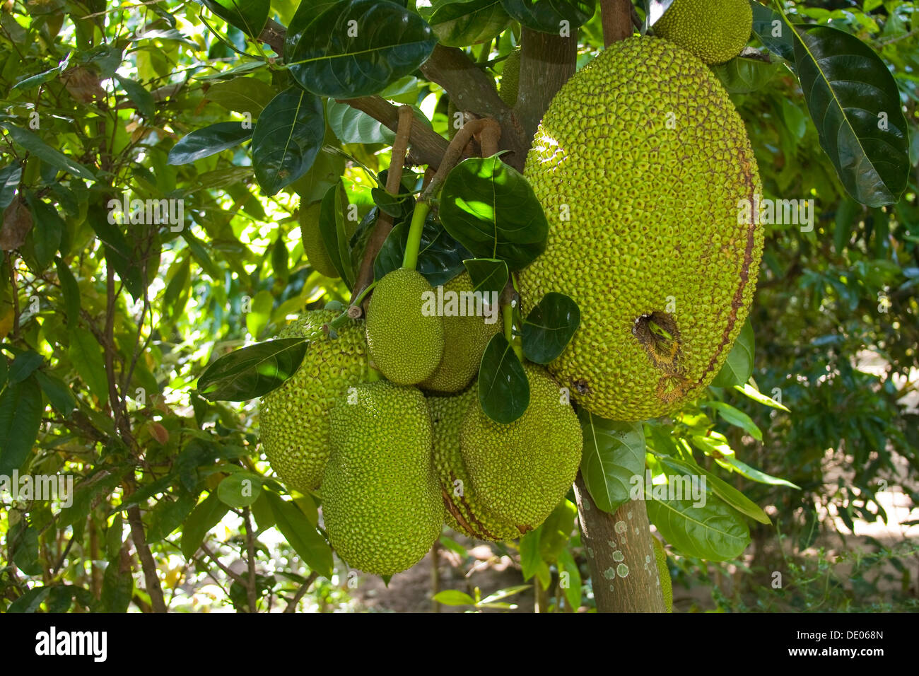 Fruit on a Jackfruit tree (Artocarpus heterophyllus) Stock Photo