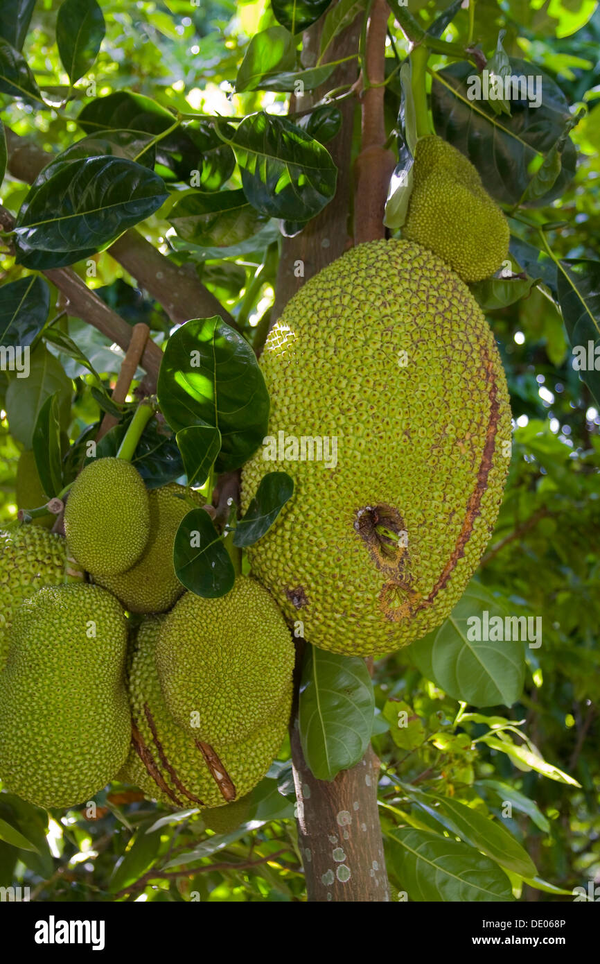 Jackfruit tree artocarpus heterophyllus hires stock photography and images Alamy