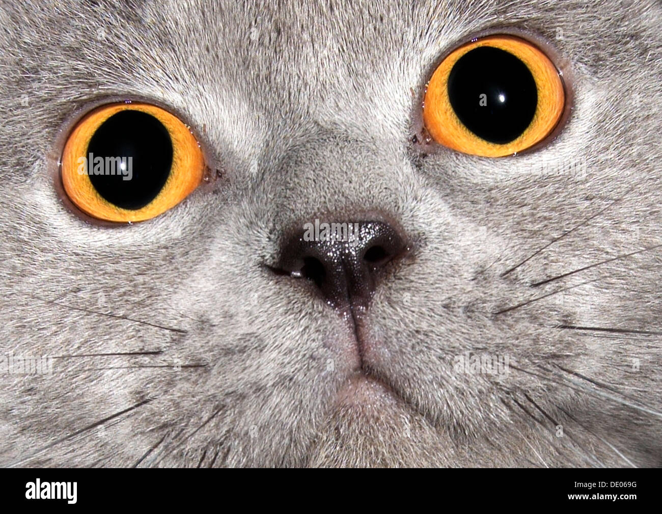 Cat, Chartreux, close-up of the face Stock Photo
