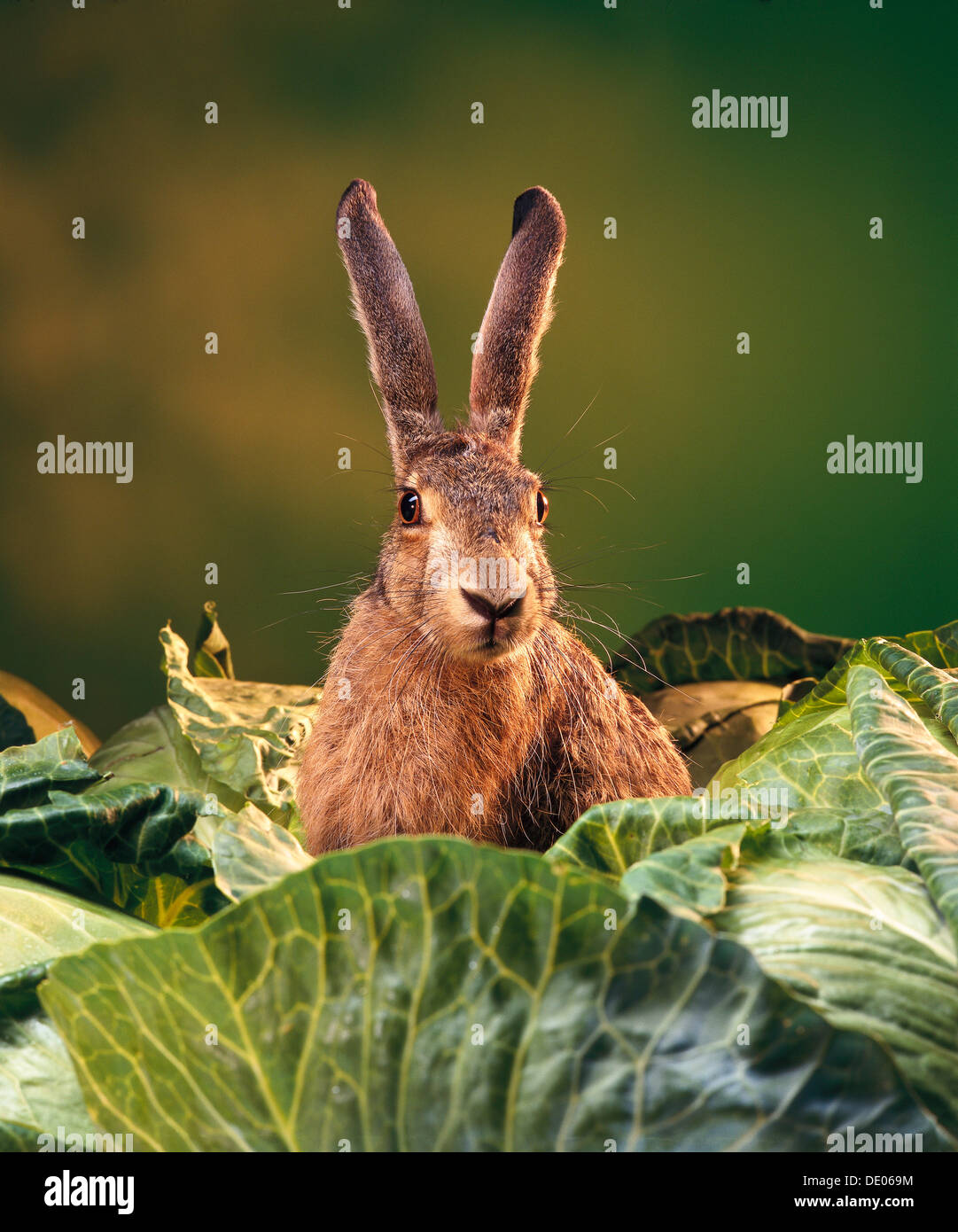 Cabbage Rabbit Hare European Hare (Lepus europaeus) amidst cabbages Stock Photo - Alamy