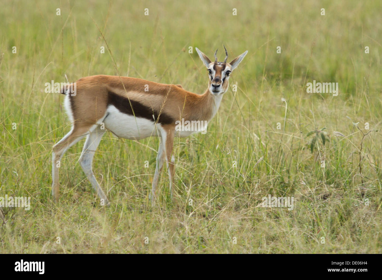 Female thomsons gazelle hi-res stock photography and images - Alamy