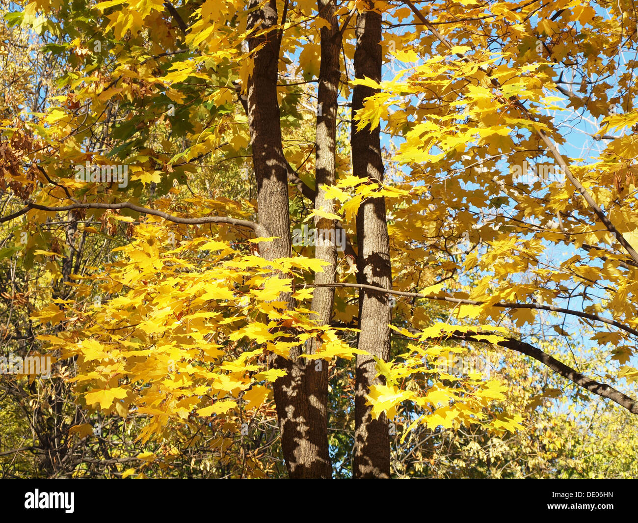 Park in the fall Stock Photo - Alamy