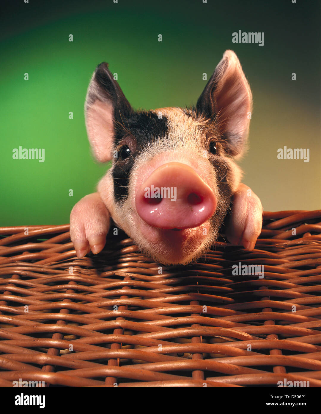 Piglet, black and white, in a basket Stock Photo