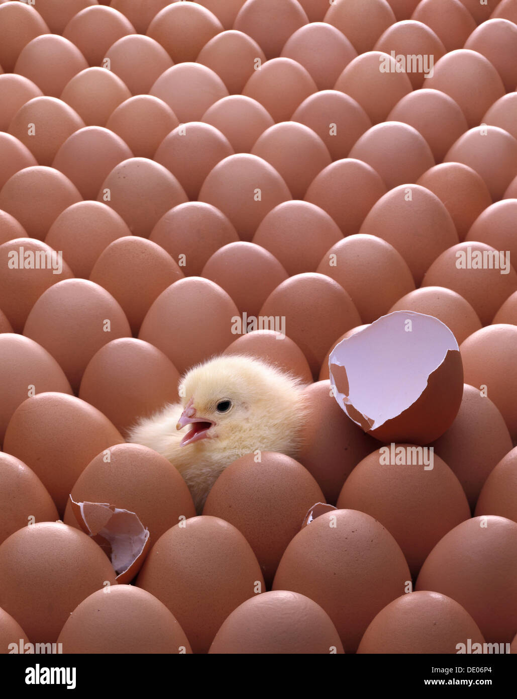 Eggs and a hatched chick Stock Photo