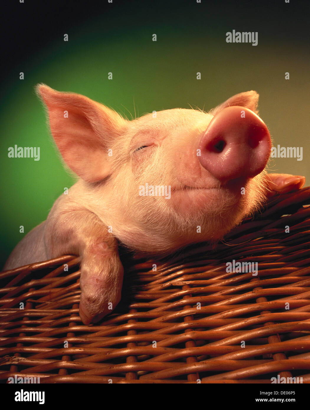 Piglet in a basket Stock Photo