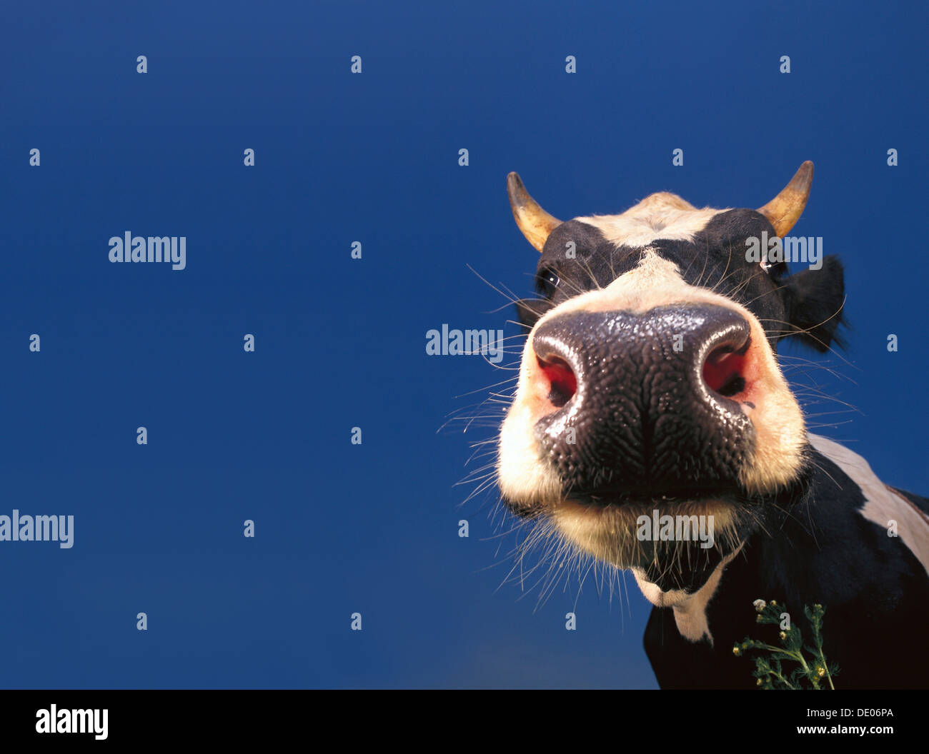 Cow, black and white, portrait Stock Photo