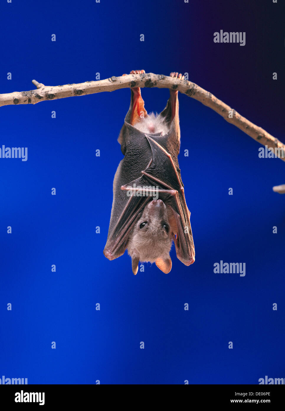 Fruit Bat or Flying Fox (Pteropus medius) resting by hanging upside