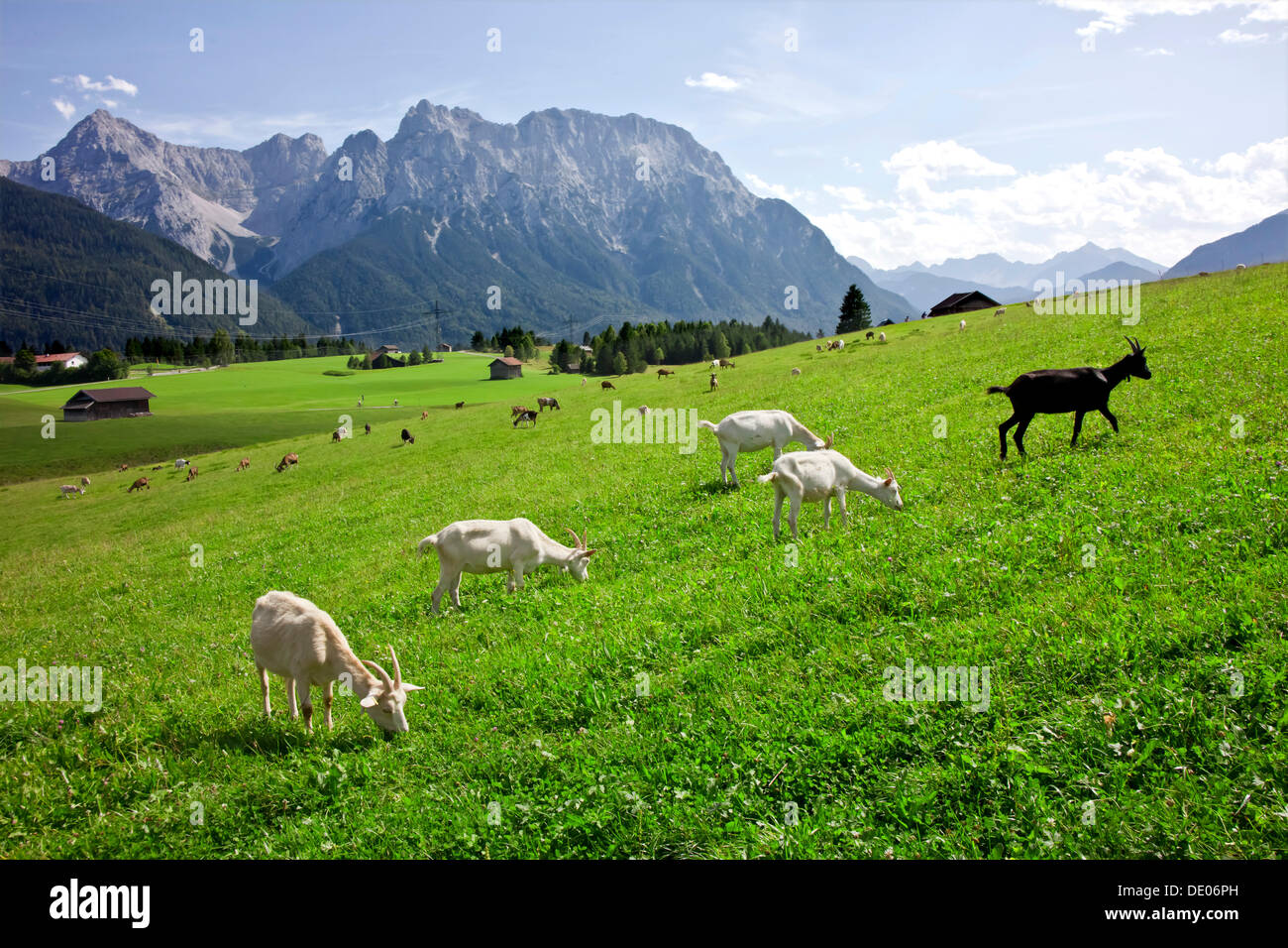 Goats on a pasture Stock Photo