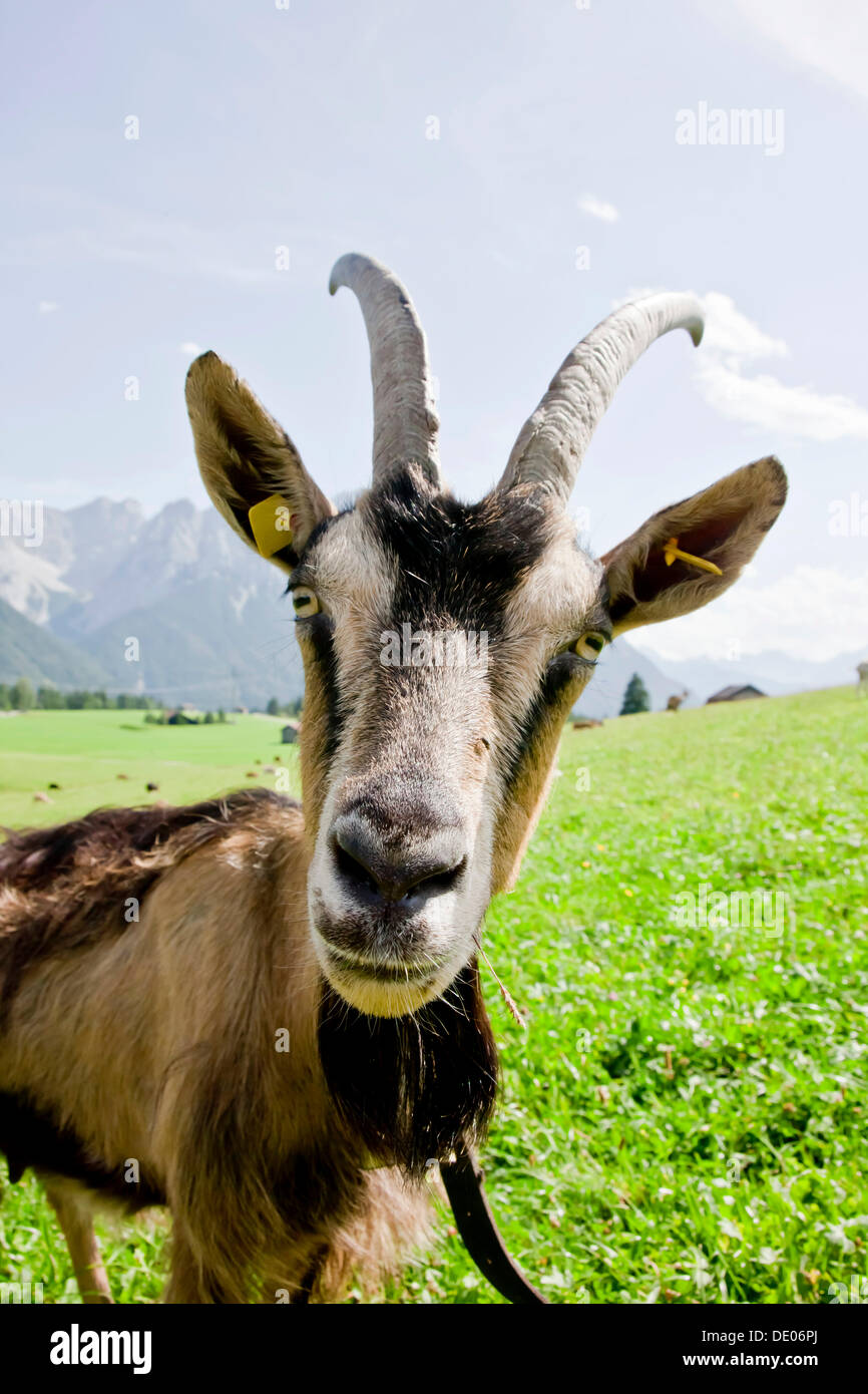 Goat on a pasture Stock Photo