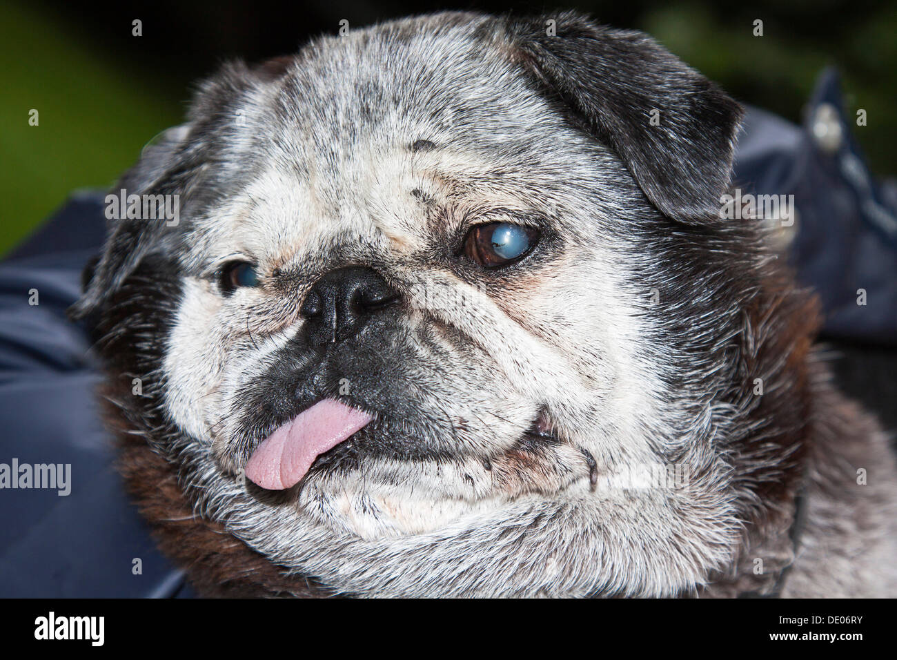 Old pug hi-res stock photography and images - Alamy