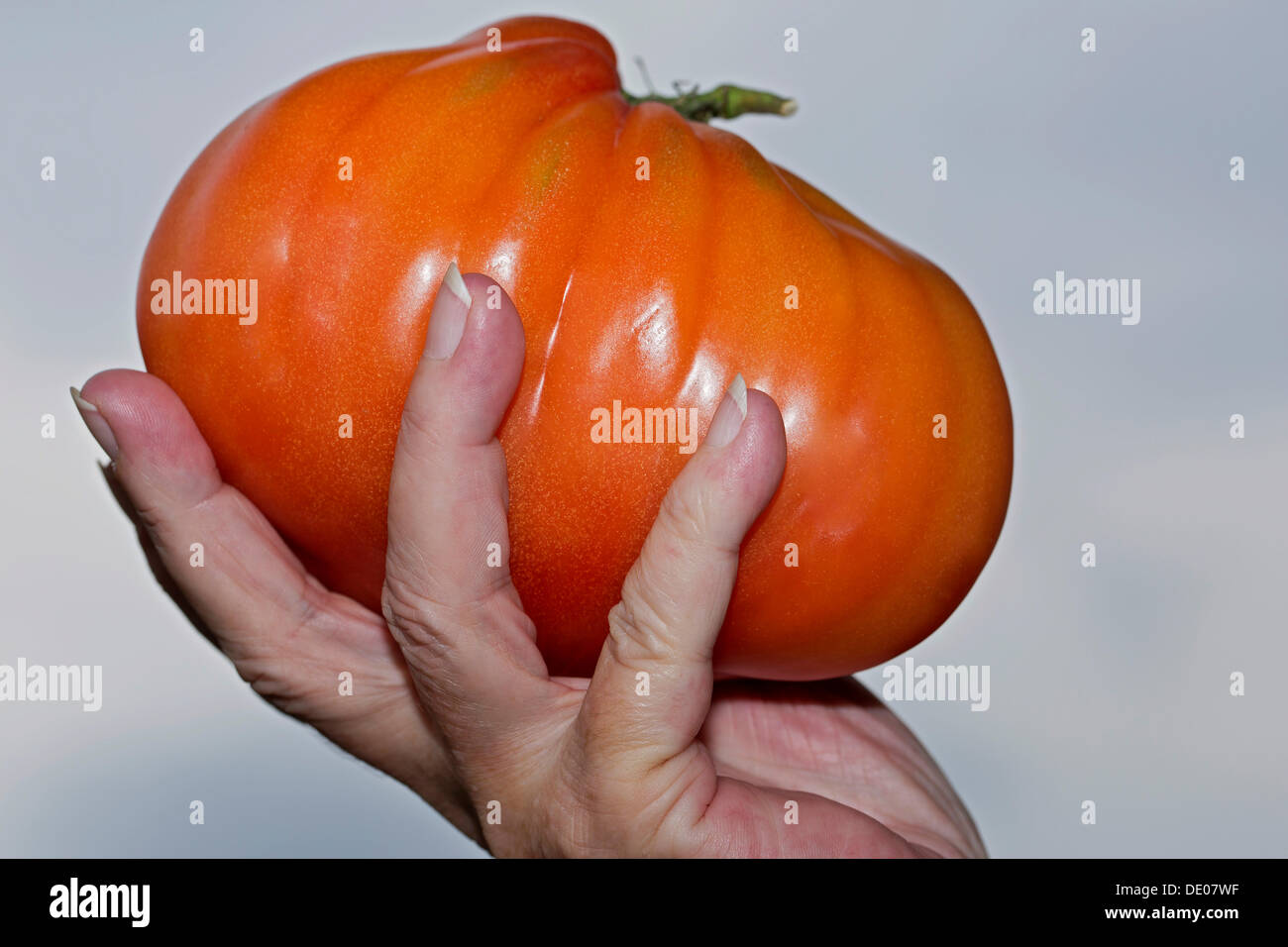 Hand holding an ox heart tomato Stock Photo