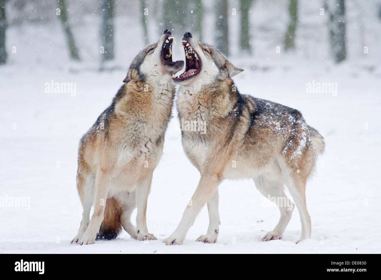 Common wolves hi-res stock photography and images - Alamy