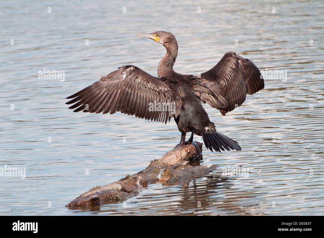 Great Cormorant or Great Black Cormorant (Phalacrocorax carbo) with outstretched wings Stock Photo