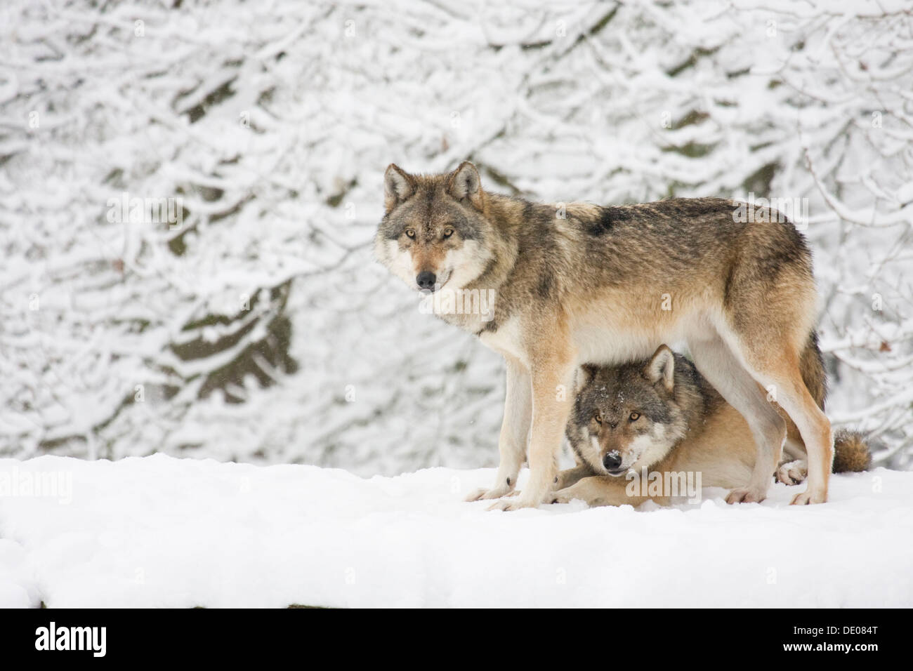 Two wolves (Canis lupus) in the snow Stock Photo