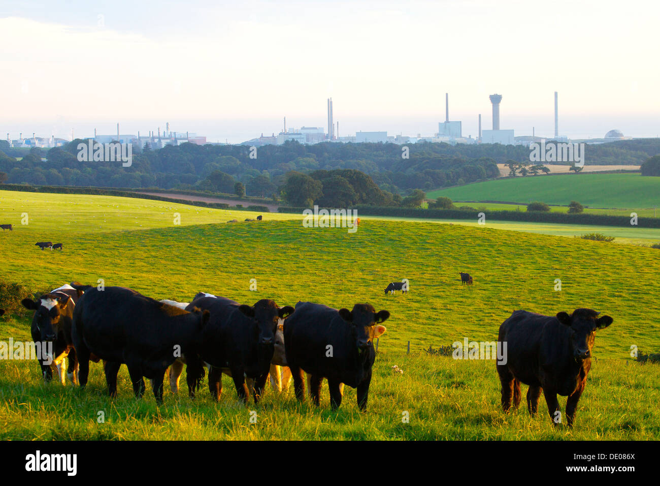 Sellafield nuclear power station in the evening light with the cows in front Cumbria England United Kingdom Great Britain Stock Photo