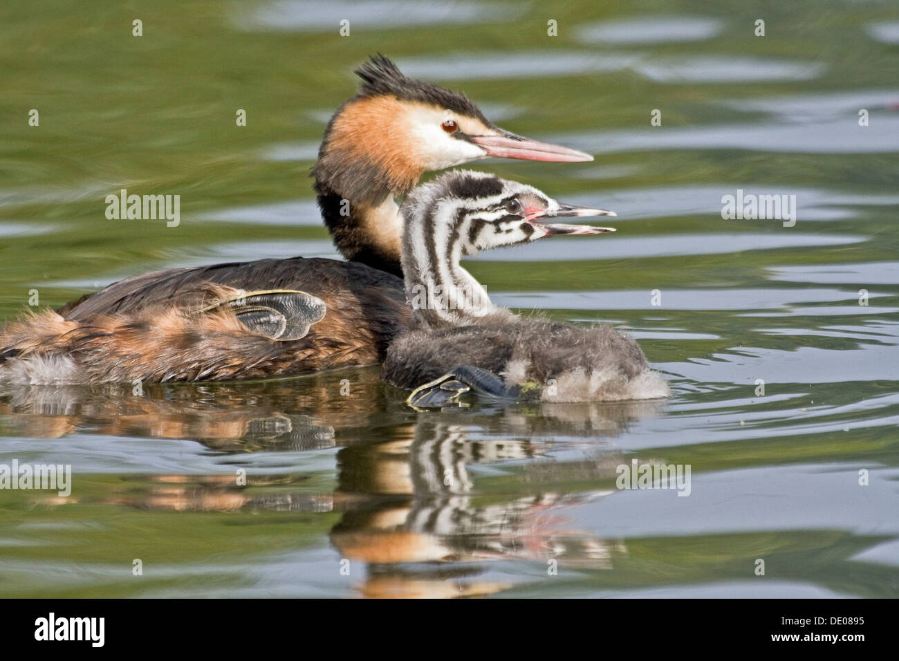 Great Crested Grebe (Podiceps cristatus) with chick, young bird Stock Photo