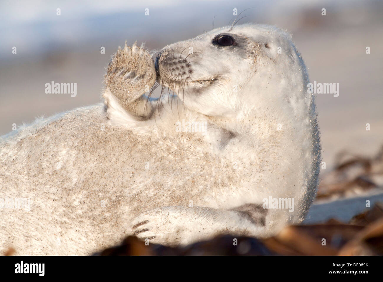 Grey Seal (Halichoerus grypus), pup 'waving' with fin Stock Photo