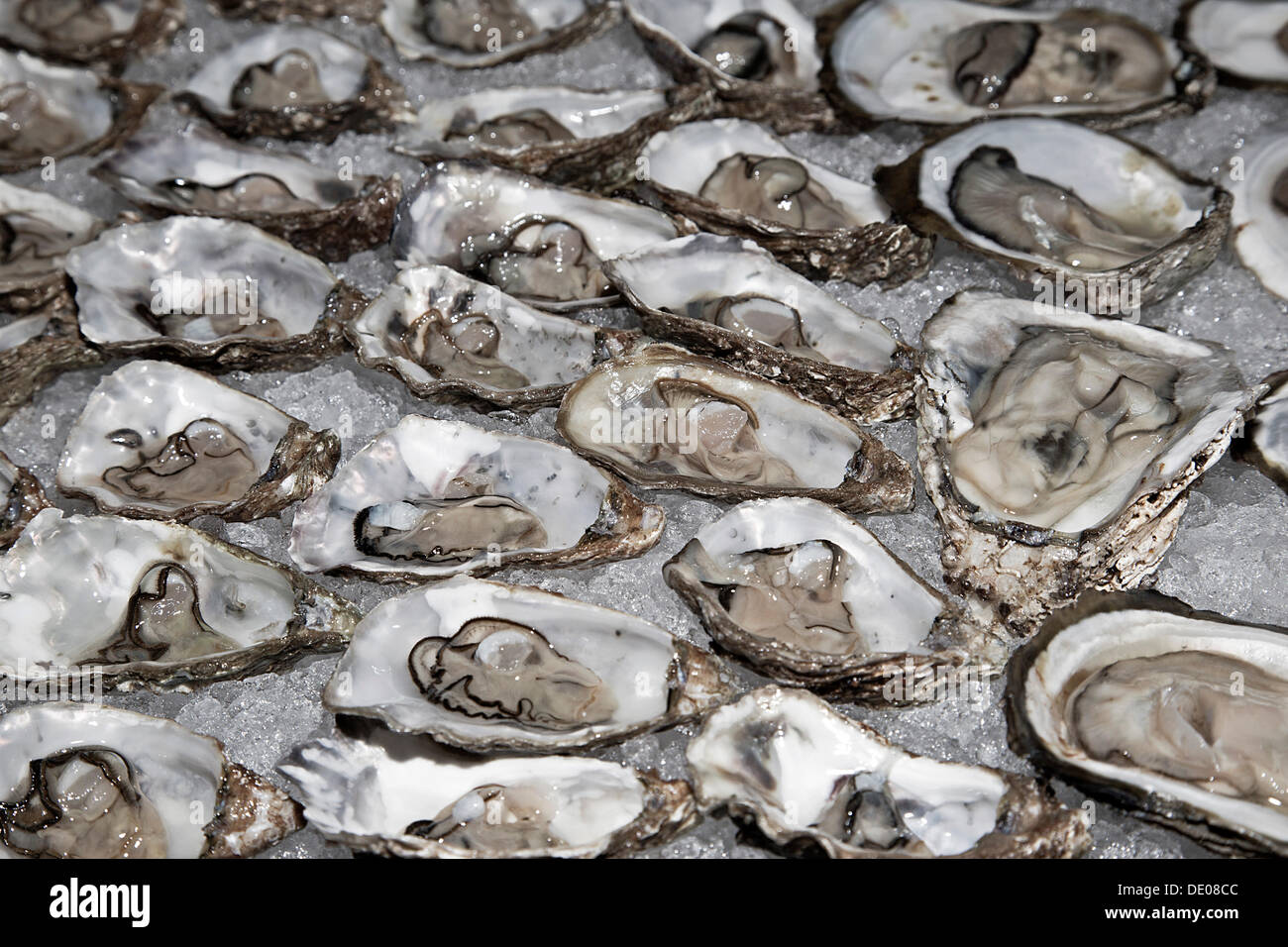 Fresh oysters on crushed ice Stock Photo