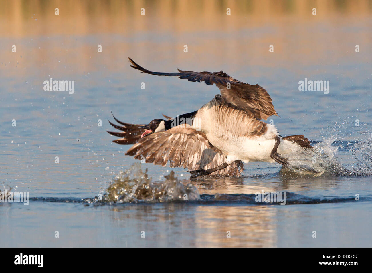 Canada Goose (Branta canadensis) chasing rival Stock Photo