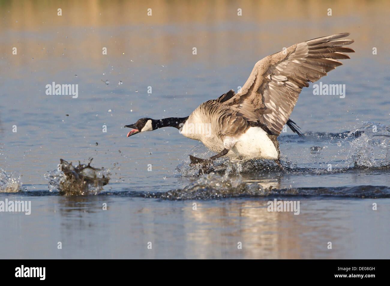 Canada Goose (Branta canadensis) chasing rival Stock Photo