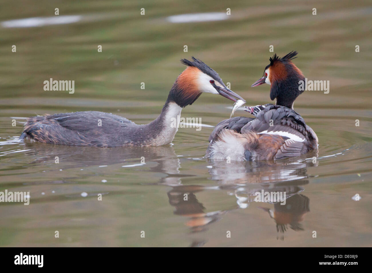 Great Crested Grebe (Podiceps cristatus), family, feeding chick in plumage Stock Photo