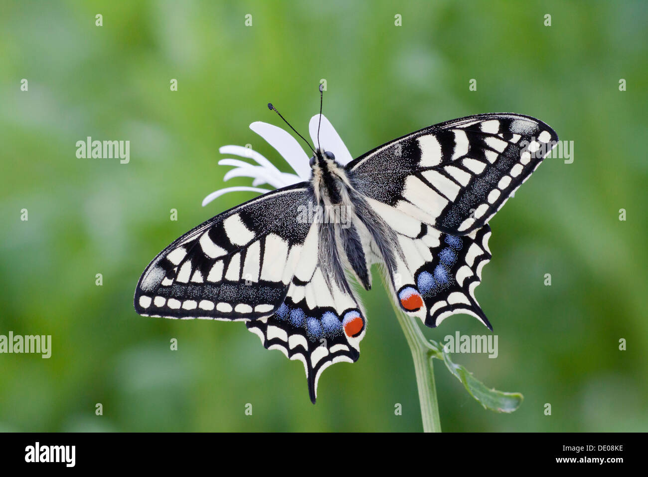 Old World Swallowtail (Papilio machaon) butterfly, view from above with spread wings Stock Photo