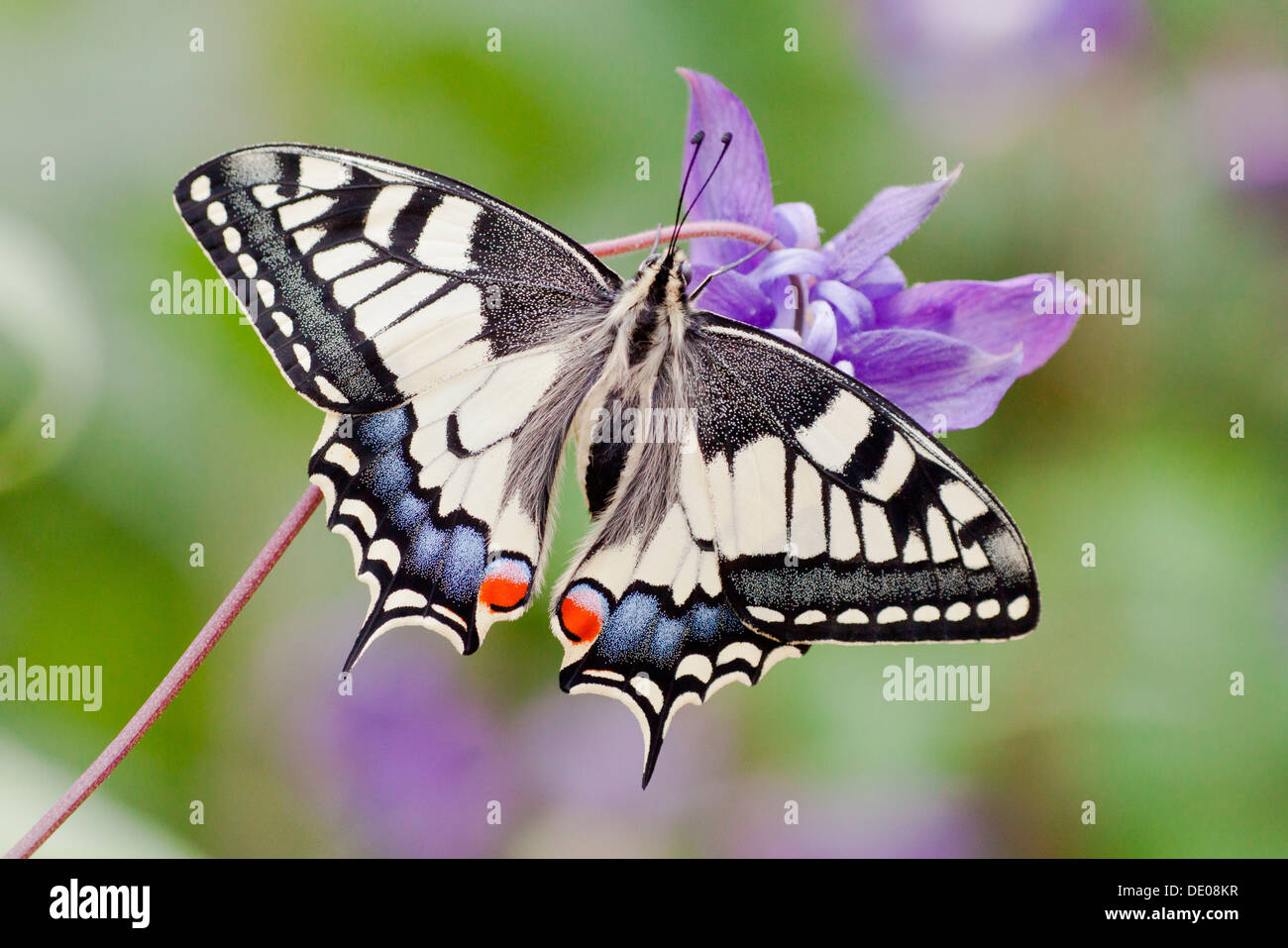 Old World Swallowtail (Papilio machaon) butterfly, view from above with spread wings Stock Photo