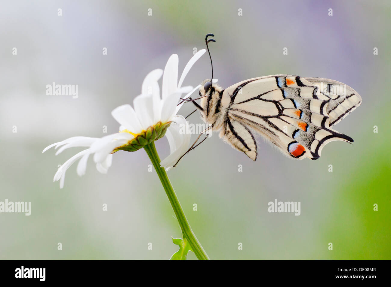 Old World Swallowtail (Papilio machaon) butterfly on a Marguerite Stock Photo