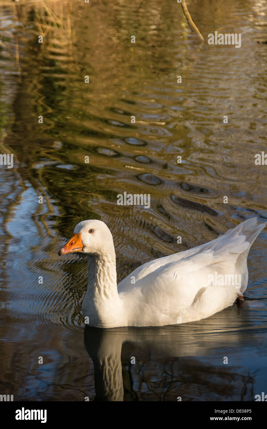 Upright picture of a goose swimming on an English lake Stock Photo